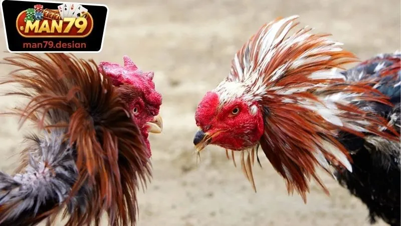 Lợi ích của việc tham gia chơi với Đá Gà Man79