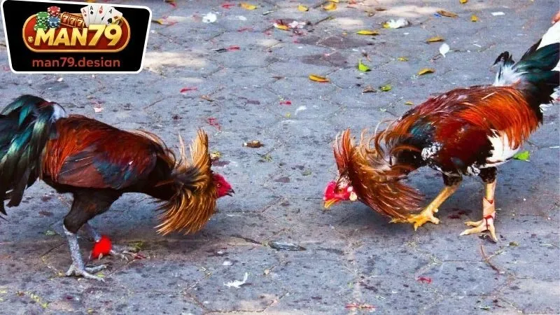 Các loại hình cá cược trong Đá Gà Man79