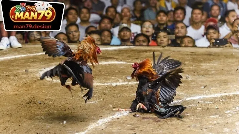 Quy trình cá cược Đá Gà Man79 và nhận thưởng